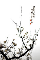 Plum blossom - Chinese Painting