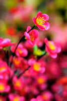 Chinese New Year 春节