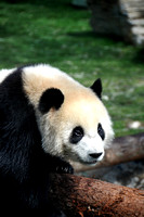 Giant Panda 大熊猫