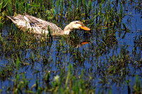 Wild duck at the Grass Lake