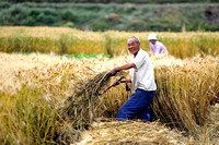 Harvest time at Xizhou 喜州