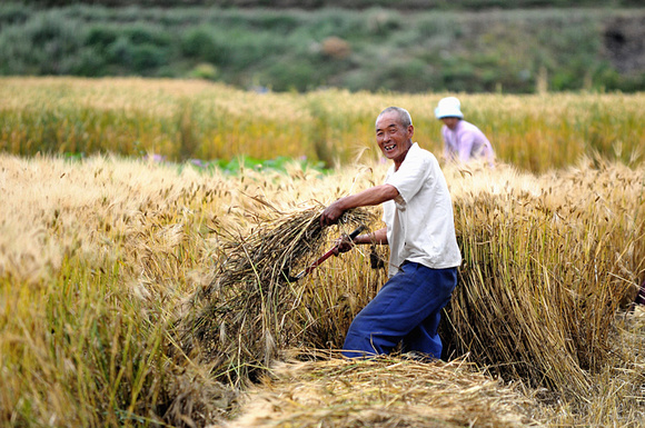 Harvest time at Xizhou 喜州