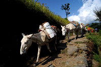 Ponies are used to carry goods and supplies