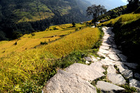 The climb up steps to Ghandruk