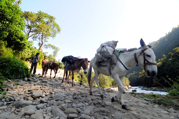 Ponies are used to carry goods and supplies