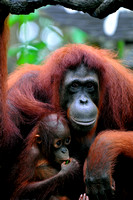 Orang Utan