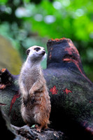 Meerkat