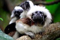 Cotton-top Tamarin