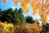Autumn colors 九寨秋色